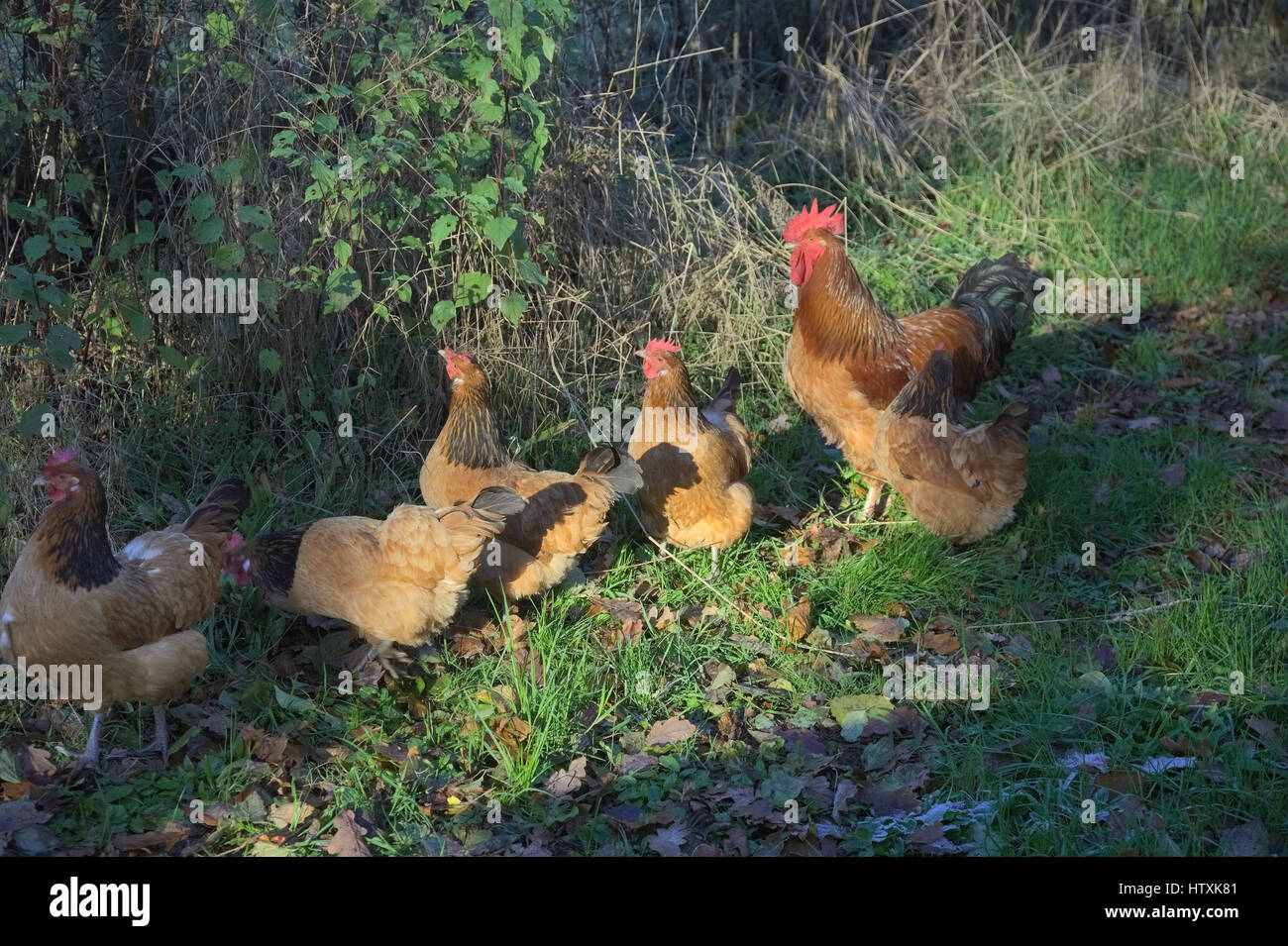 Buff Sussex Rooster with Buff Sussex x Voerwerk hens Stock Photo