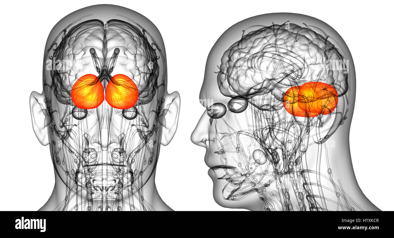 3D rendering medical illustration of the human brain cerebrum Stock ...