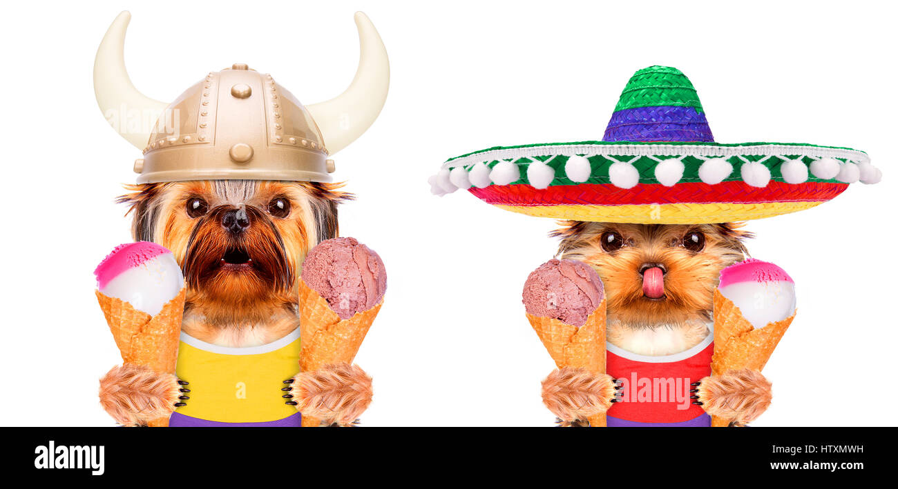 Funny dogs holding ice cream Stock Photo Alamy