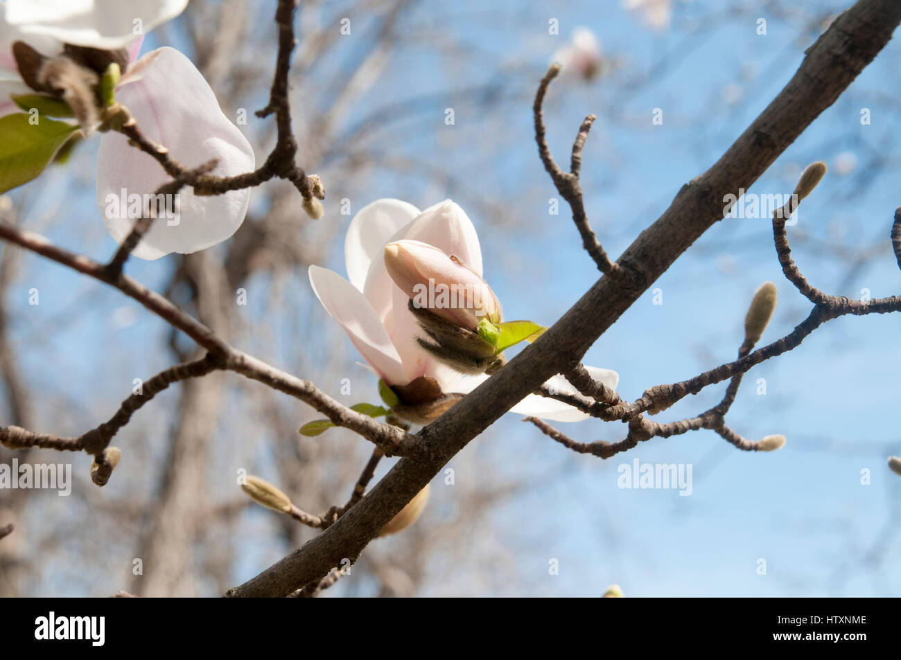 Magnolia (Magnolia x loebneri 'Merrill') flowers Real Gardin Botanico Stock Photo