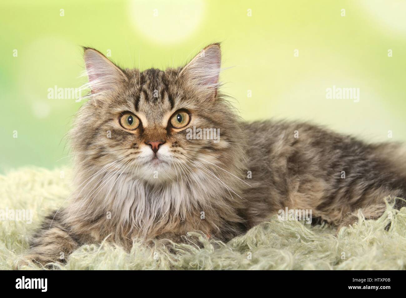 lying German Longhair Cat Stock Photo - Alamy