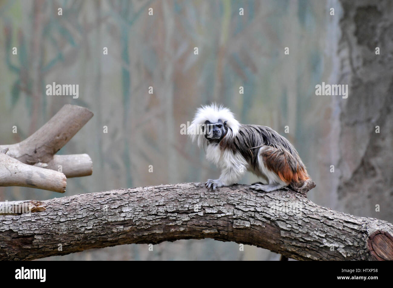 Cresting Primates Sagittal crest hi-res stock photography and images - Alamy
