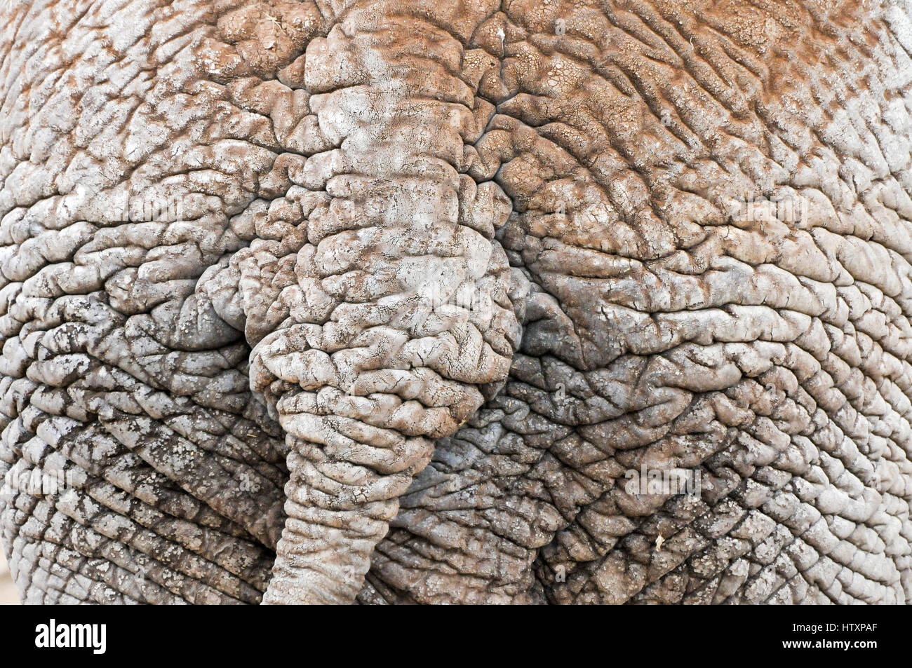 African Elephant tail, close up Stock Photo