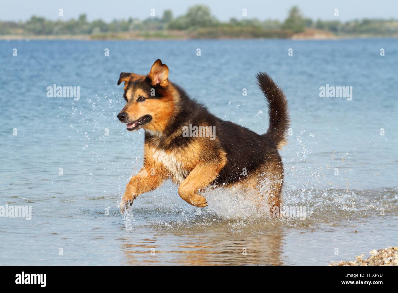 running Bernese-Mountain-Dog-Shepherd Stock Photo
