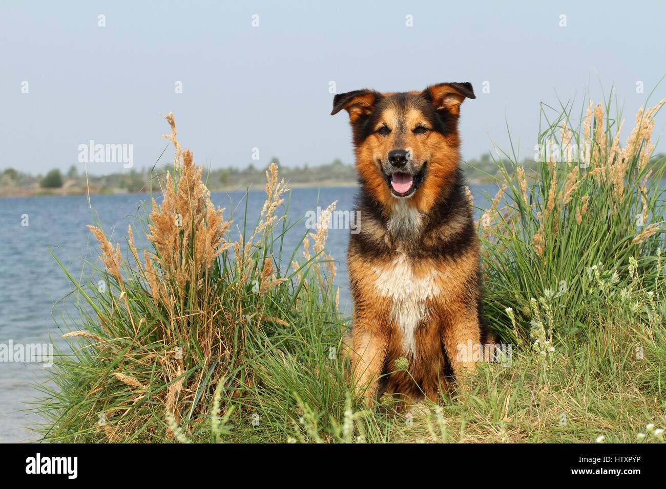 sitting Bernese-Mountain-Dog-Shepherd Stock Photo