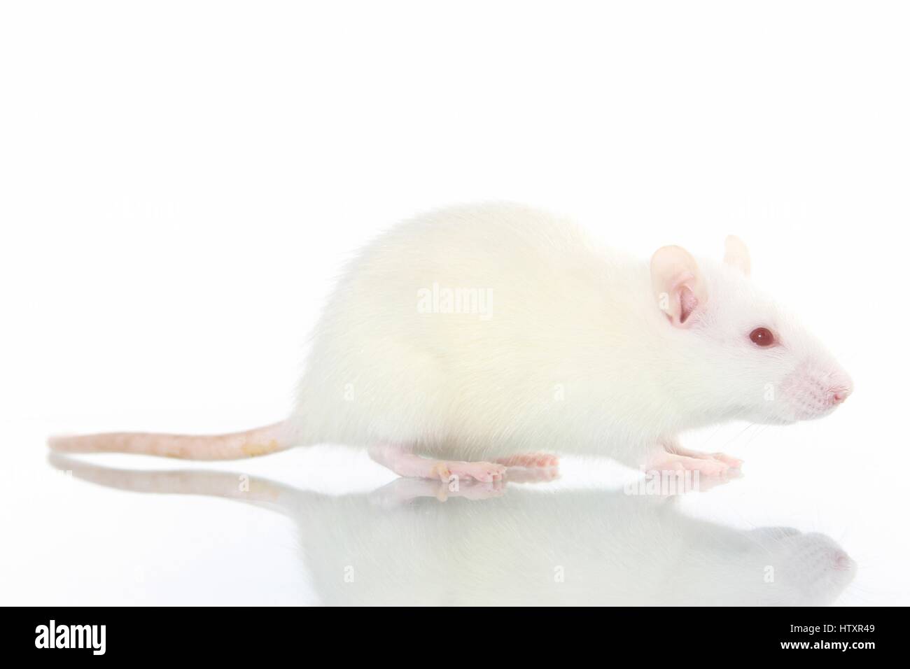 Albino white domesticated rats rattus hi-res stock photography and ...