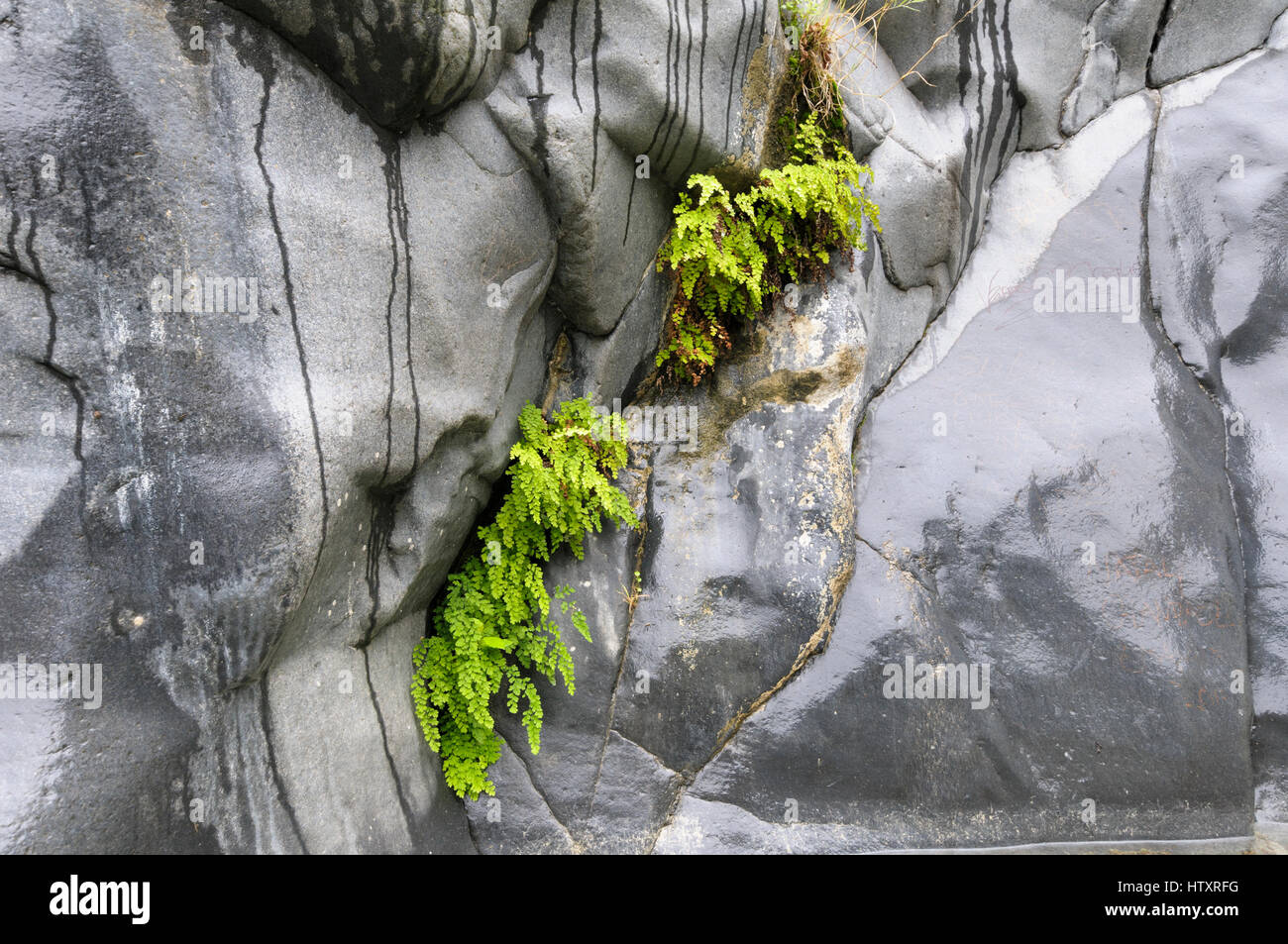 Maidenhair fern (Adiantum Raddianum) growing wild in basalt rocks, Alcantara Gorge, Sicily, Italy Stock Photo