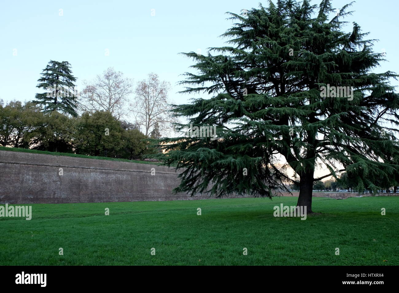 Towering Cedar of Lebanon (Cedrus libani) outside the intact medieval walls of Lucca, Tuscany, Italy, Europe - Green manicured lawn and clear sky Stock Photo