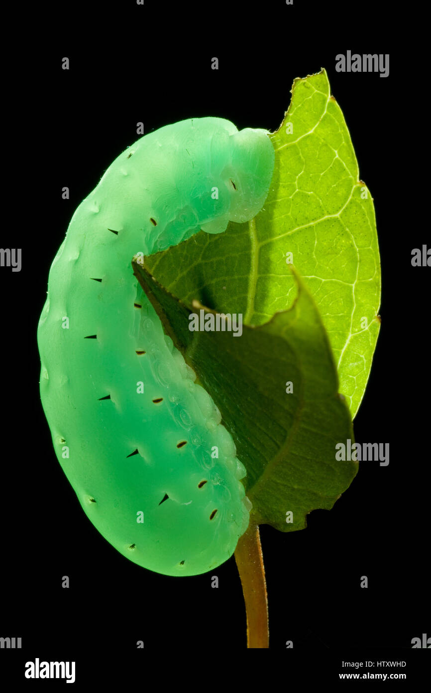 Caterpillar eating leaves in the eastern Colombian plains. Casanare, Colombia. Stock Photo