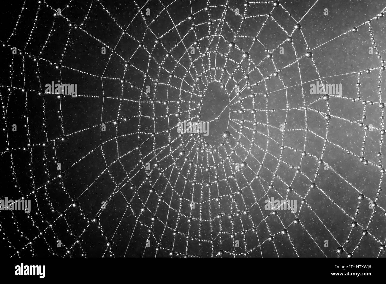 Beautiful Spider Web Dotted with Morning Dew on a Foggy Morning (Nature Photo Book Book 1)