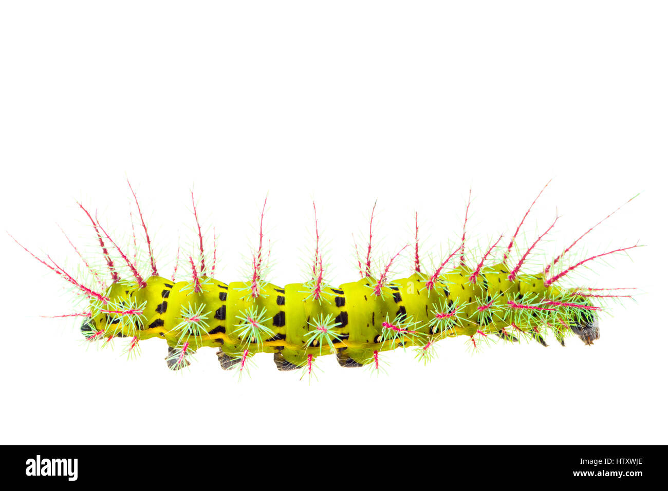 Lonomia genus hi-res stock photography and images - Alamy