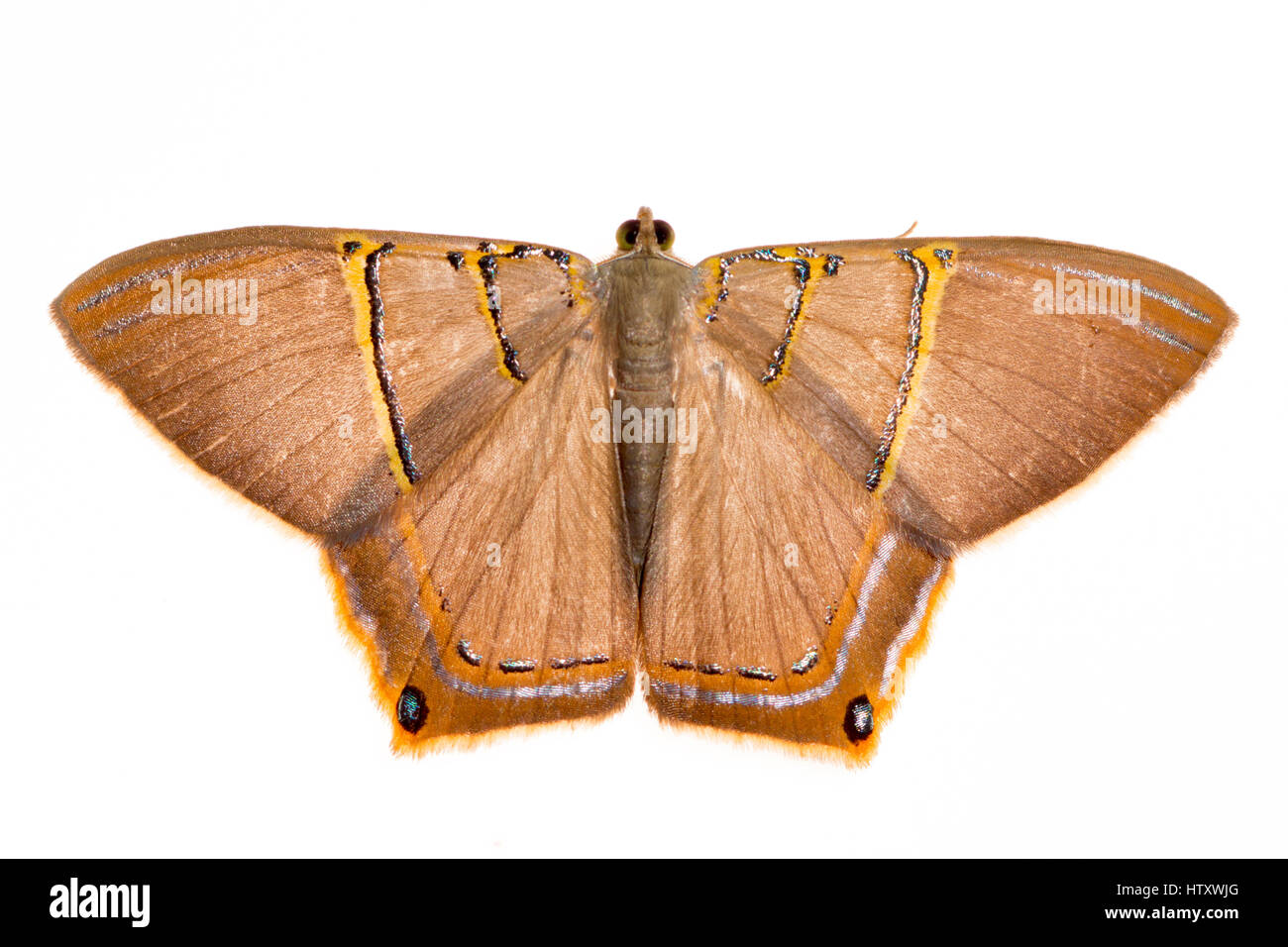 Moths attracted to light hires stock photography and images Alamy
