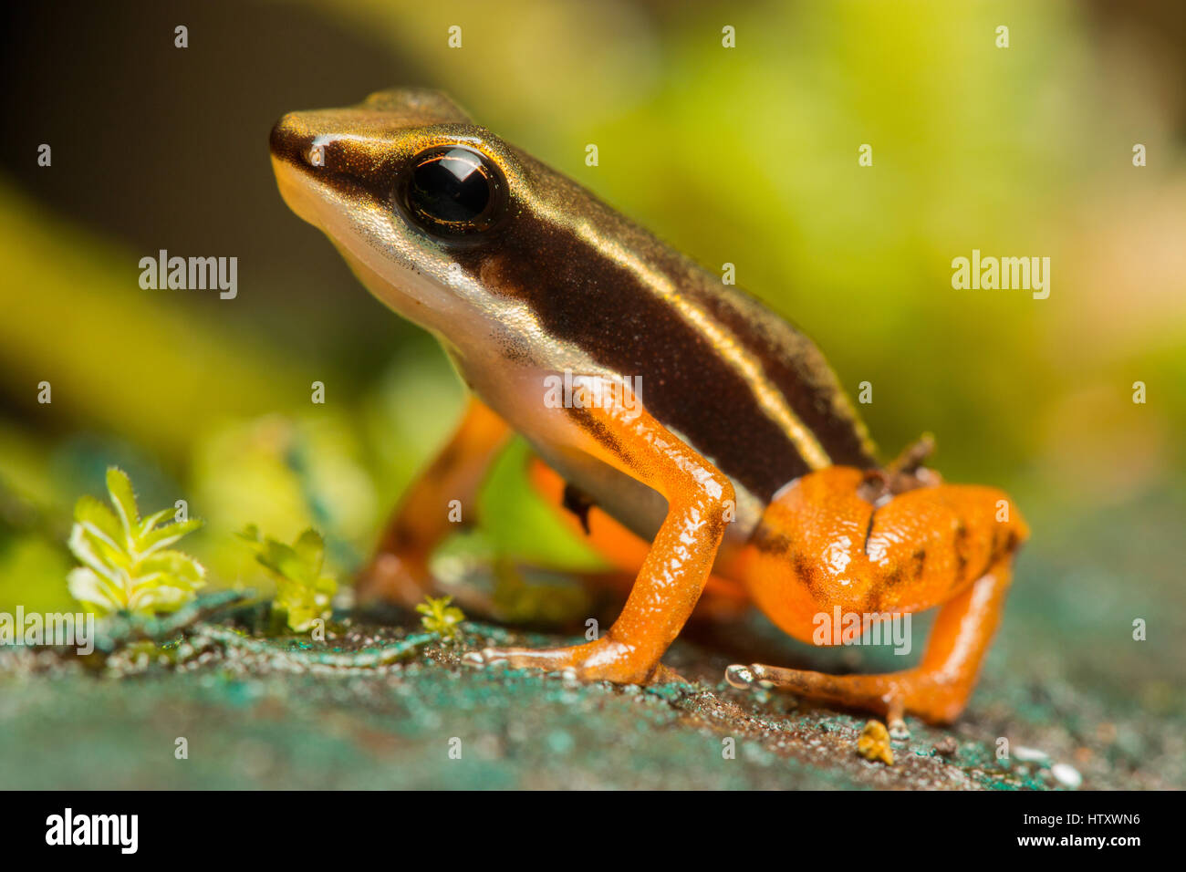 Rocket frog (Colostethus, Dendrobatidae) in soil of Biogeographic Chocó, Buenaventura, Colombia Stock Photo