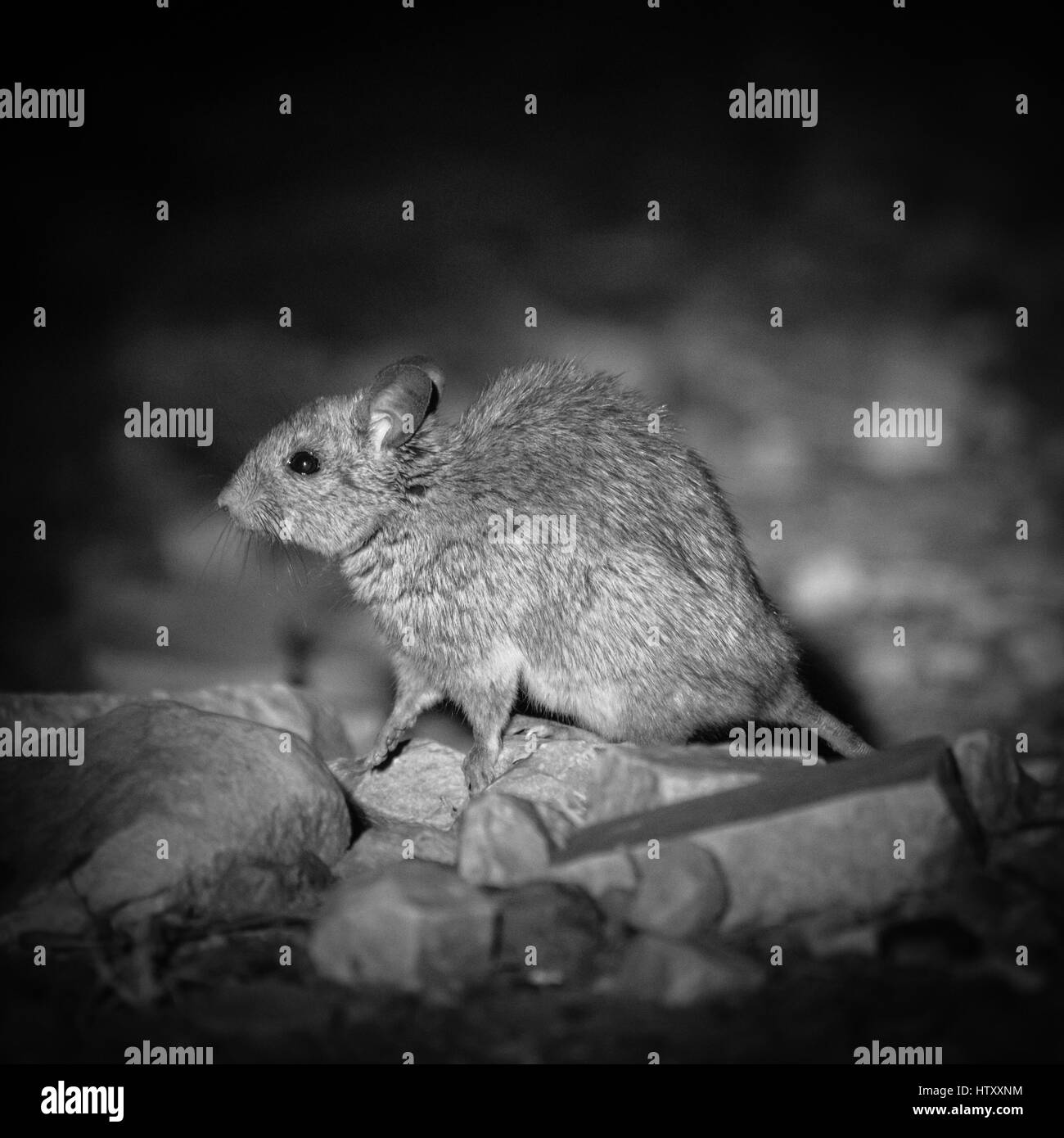 Greater Stick-nest Rat (Leporillus conditor) Stock Photo