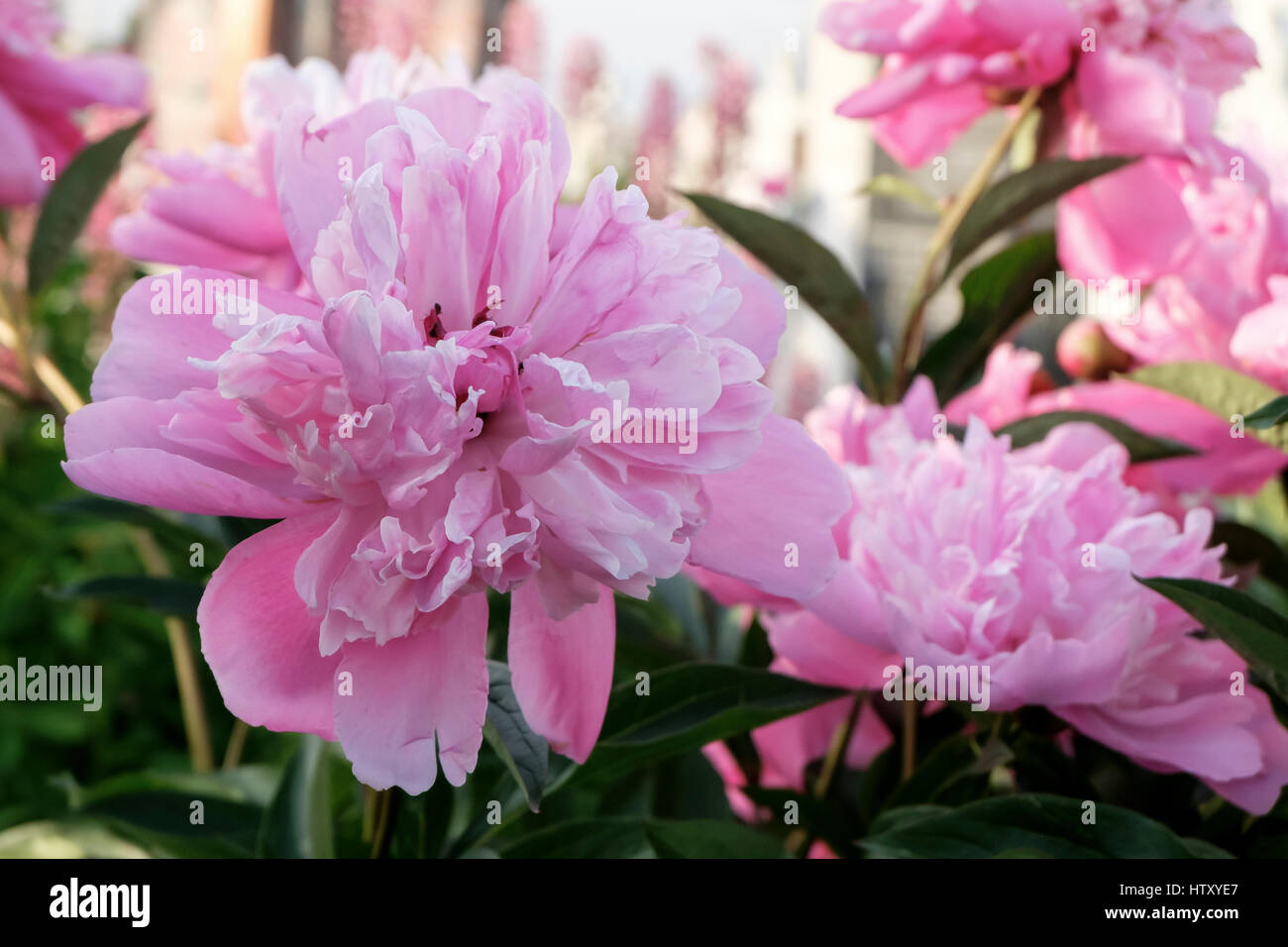 Flowering pink peony flowers. Stock Photo