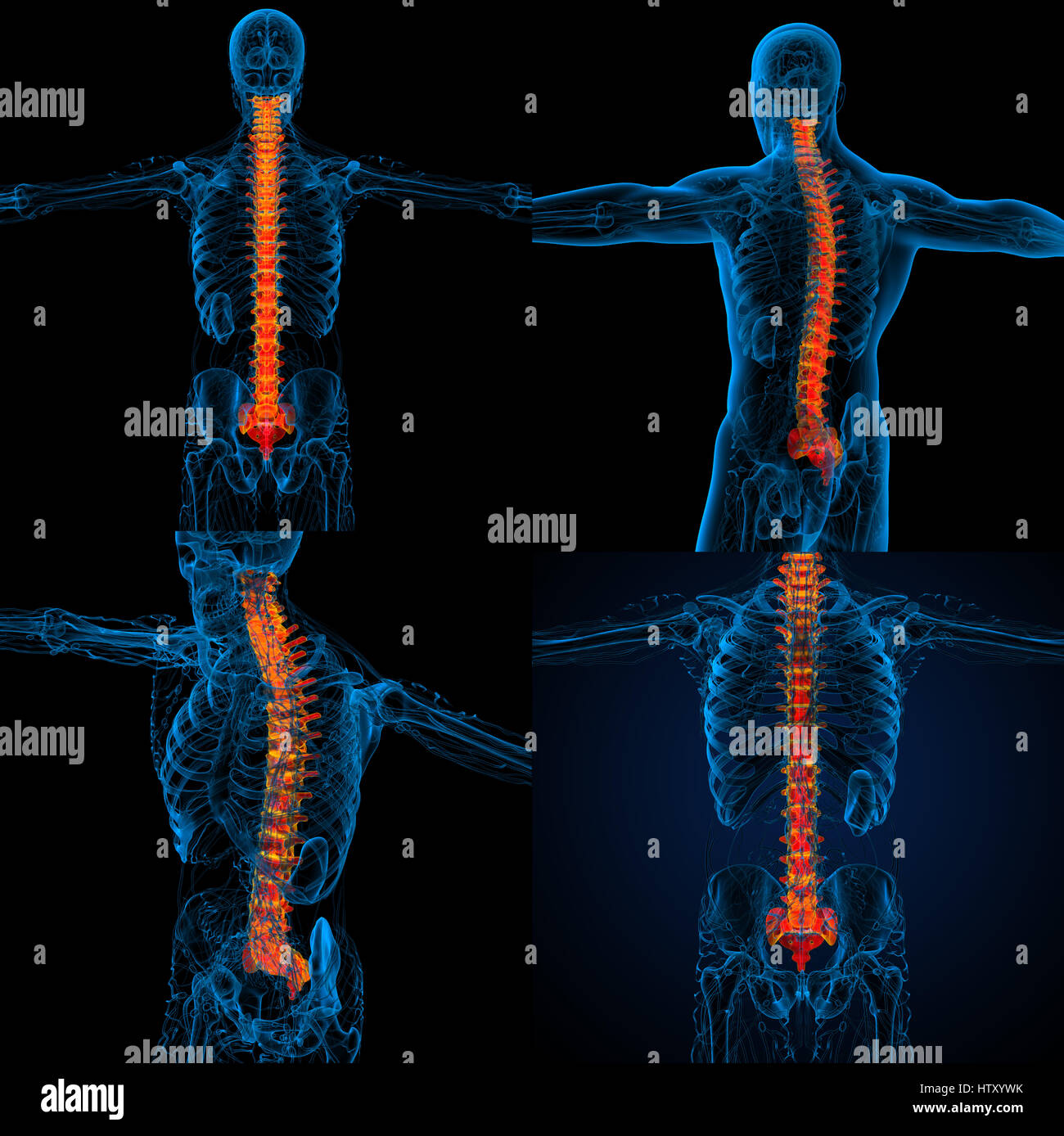 3d rendering medical illustration of the human spine Stock Photo - Alamy