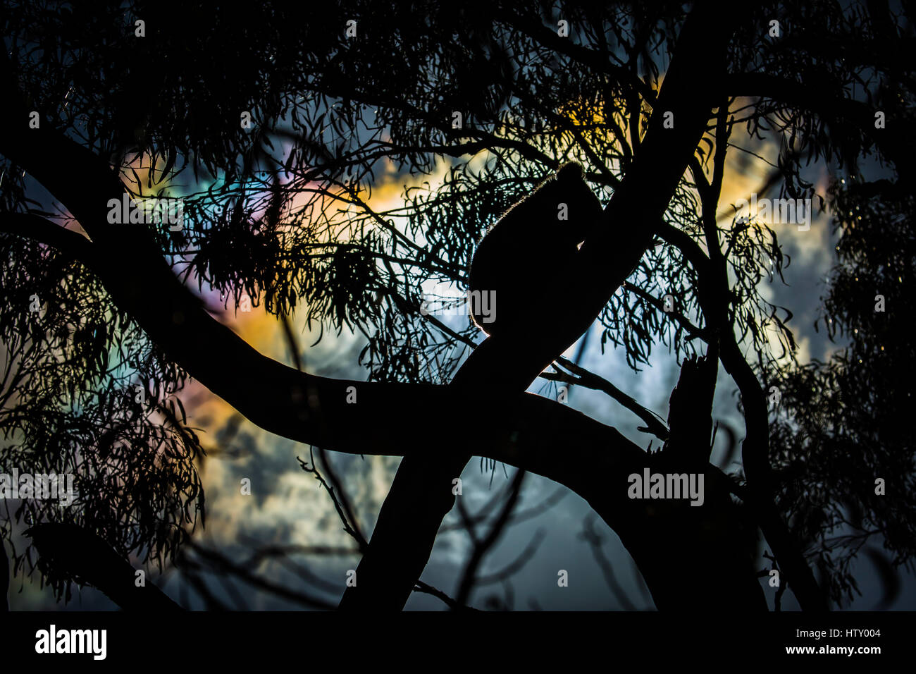 Koala (Phascolarctos cinereus) Stock Photo