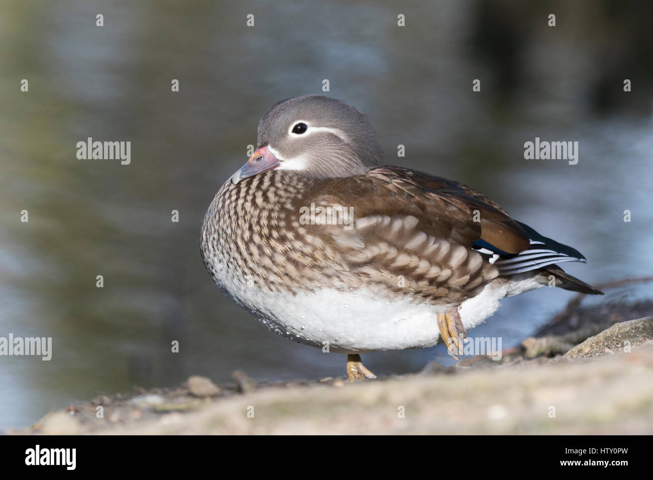 Female Mandarin duck (Aix galericulata) at Trent Country Park. Perching duck. Stock Photo