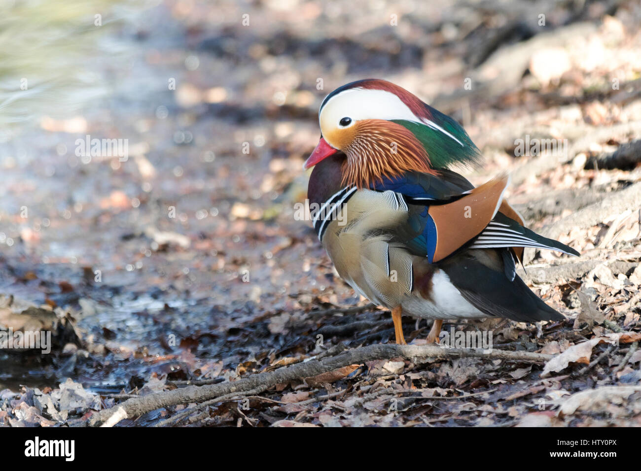 Male Mandarin duck (Aix galericulata) at Trent Country Park. Perching duck. Stock Photo