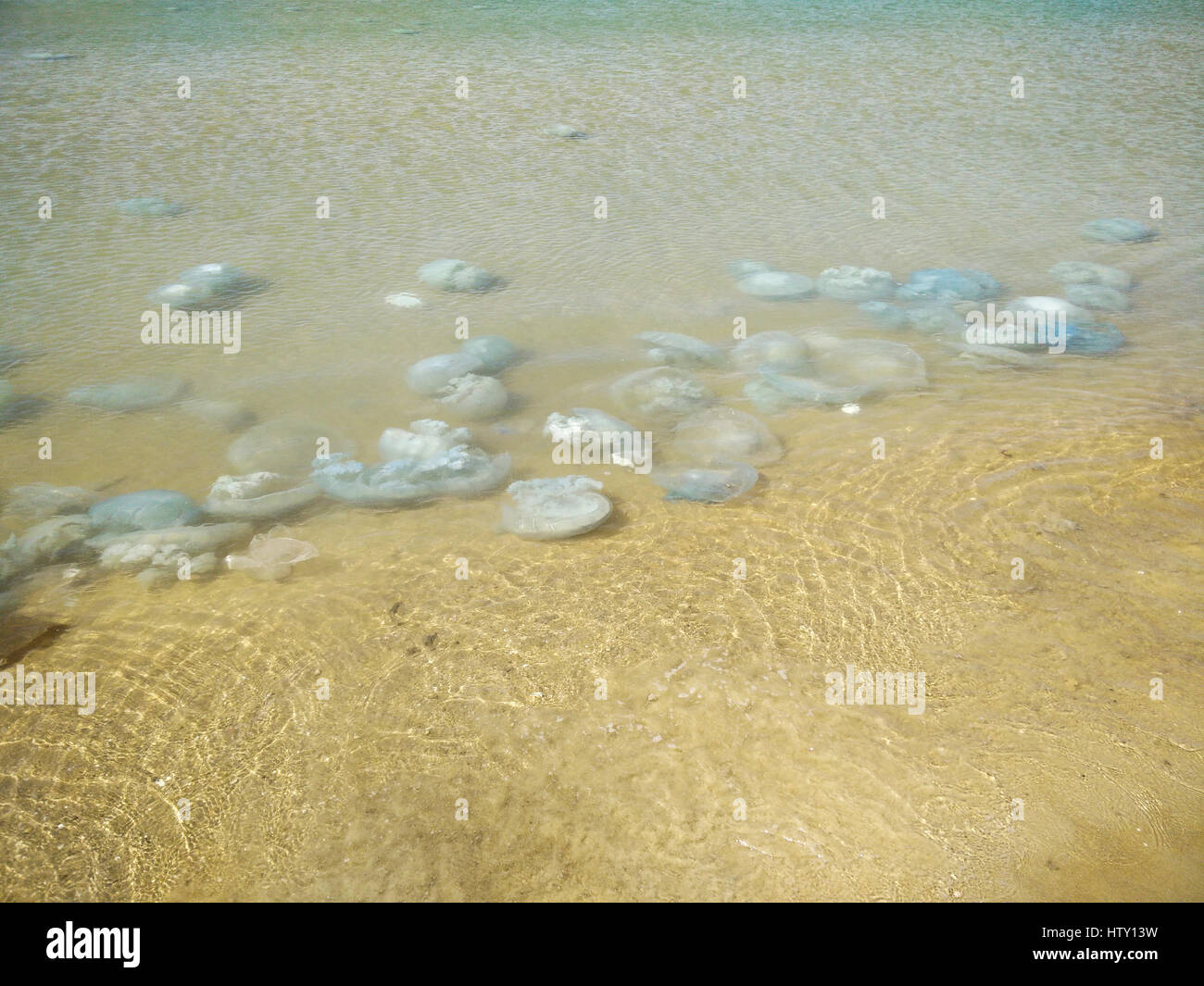 Jellyfish washed onto the beach. Photographed in Haifa, Israel Stock Photo