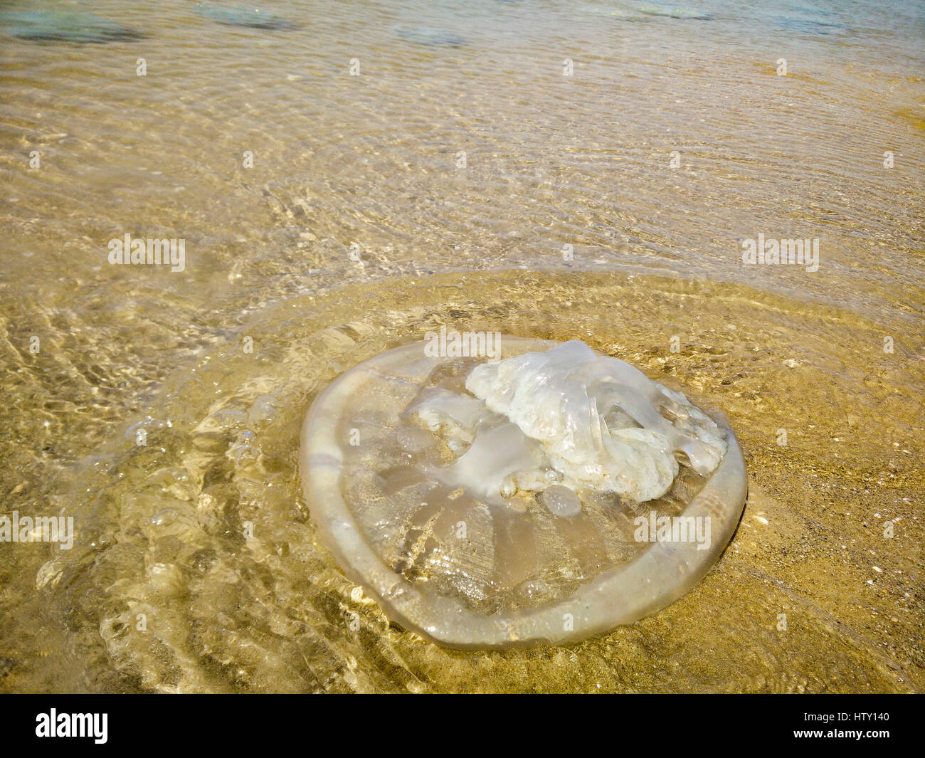 Jellyfish washed onto the beach. Photographed in Haifa, Israel Stock Photo