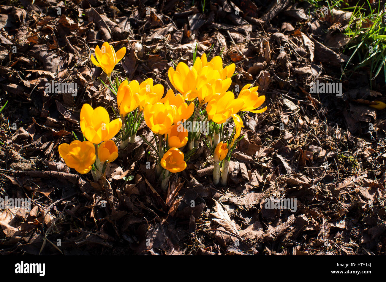 Yellow crocuses flowering in February in UK Stock Photo