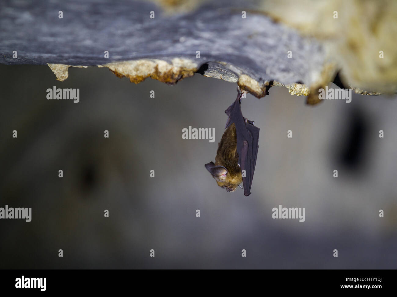 Small bat hanging from the cave roof in Wind Caves Kuching Stock Photo