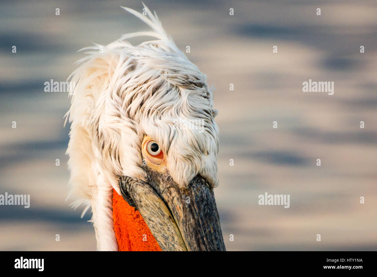 Dalmatian Pelicans at Kerkini Lake in Northern Greece with reflections in water and mountains at background. Stock Photo