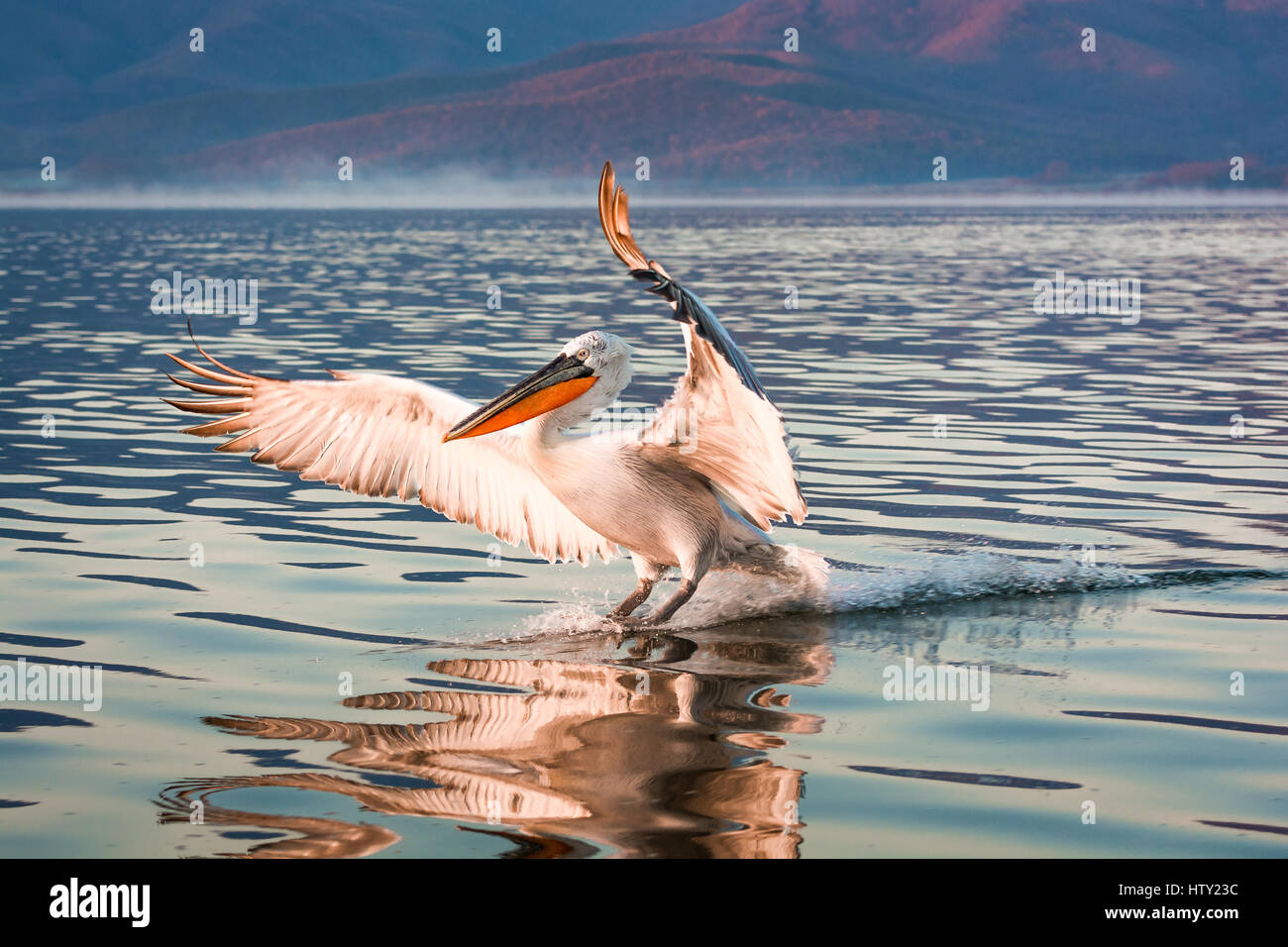 Dalmatian Pelicans at Kerkini Lake in Northern Greece with reflections in water and mountains at background. Stock Photo