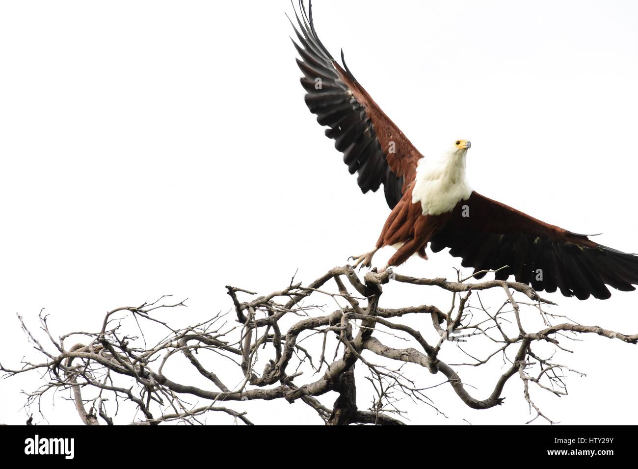 Fish eagle on a branch in Botswana Stock Photo