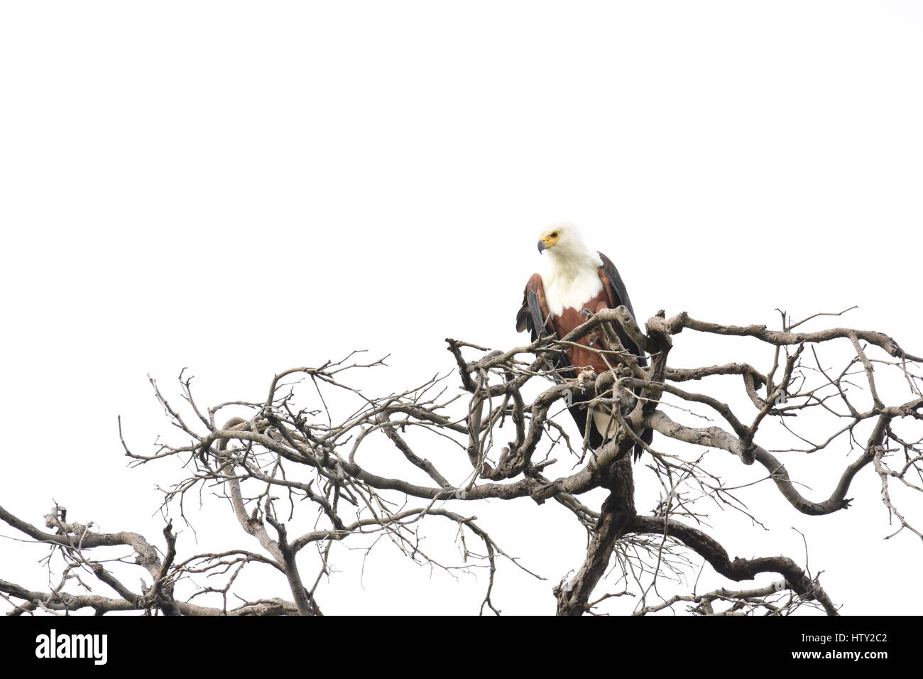 Fish eagle on a branch in Botswana Stock Photo