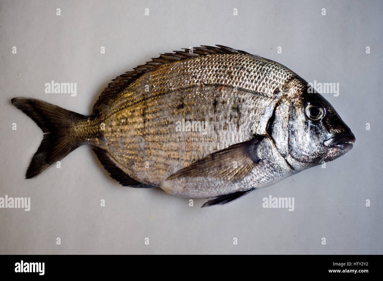 Fresh fish diplodus sargus Stock Photo