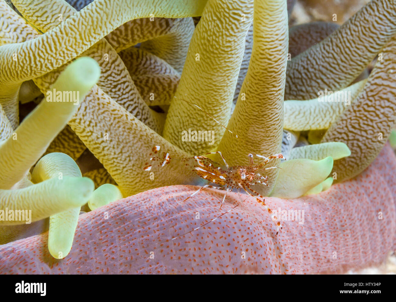 spotted cleaner shrimp,Periclimenes yucatanicus, is a kind of cleaner shrimp common to the Caribbean Sea. Stock Photo