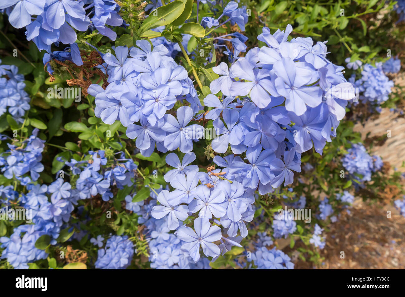 Blue jasmine plant hi-res stock photography and images - Alamy