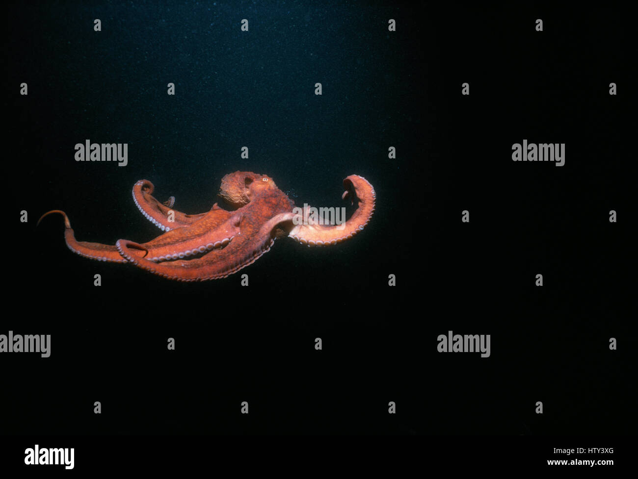 A Giant Pacific Octopus (Enteroctopus dofleini) weighing over 20 Kilos. Victoria Island, British Columbia - North Pacific Ocean. Digitally manipulated Stock Photo