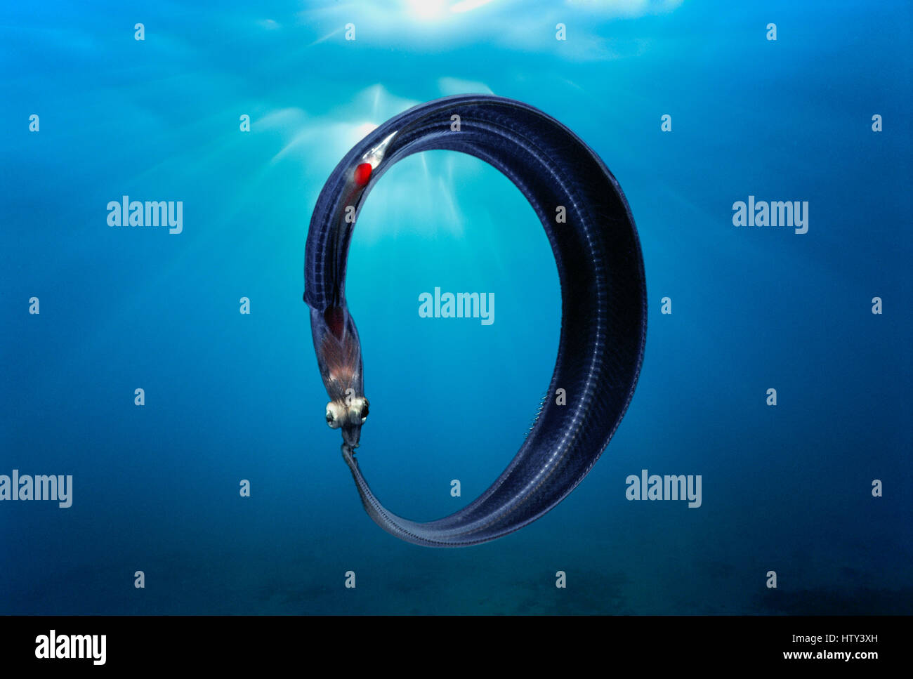 Deep-Sea Pelagic Eel; Egypt, Red Sea. Image digitally manipulated. Stock Photo