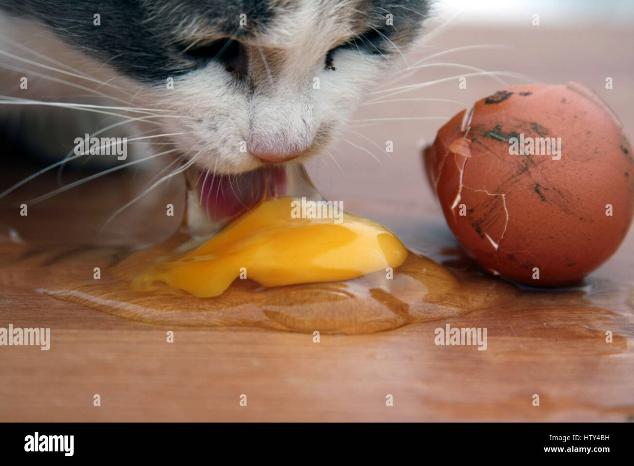 Яйцо кошке можно вареное. Кот ест яйца вареные. Кошка ест сырое яйцо. Яичный кот. Кот вылизывает яйца.