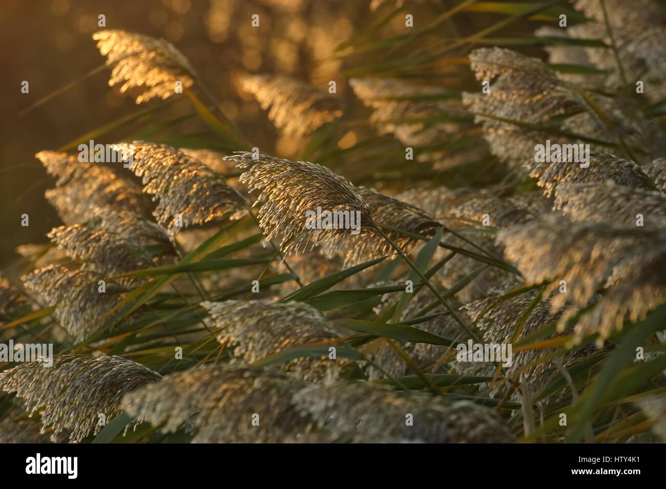 Phragmites, or common reed (phragmites communis) in the sunset light Stock Photo
