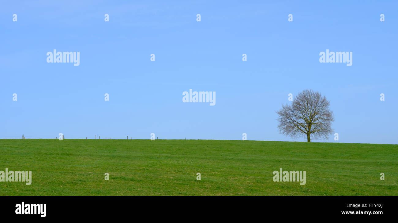 panorama of a lonely tree in a green meadow and a blue sky Stock Photo ...