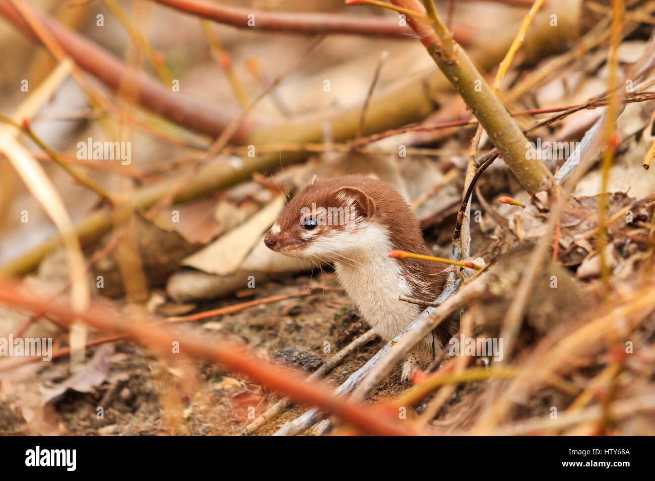Least weasel small forest predator,fur animal cunning, secretive way of