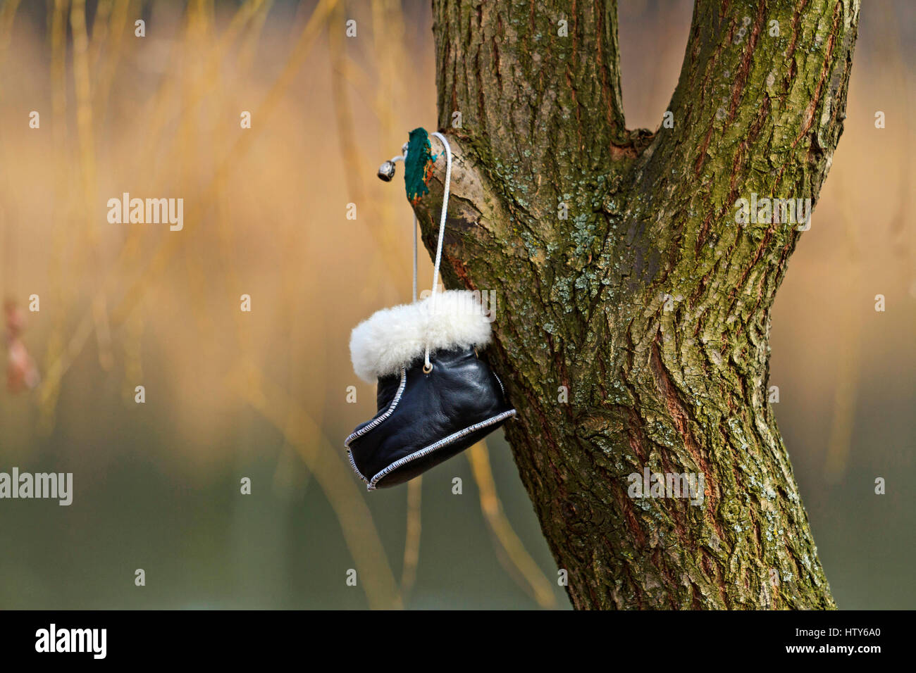 Shoes hanging from tree hires stock photography and images Alamy