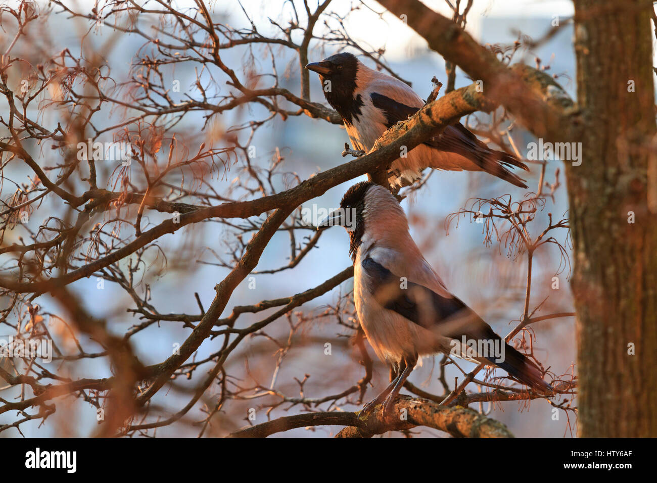 pair of hooded crows sitting on a tree at sunset,love, love couple ...