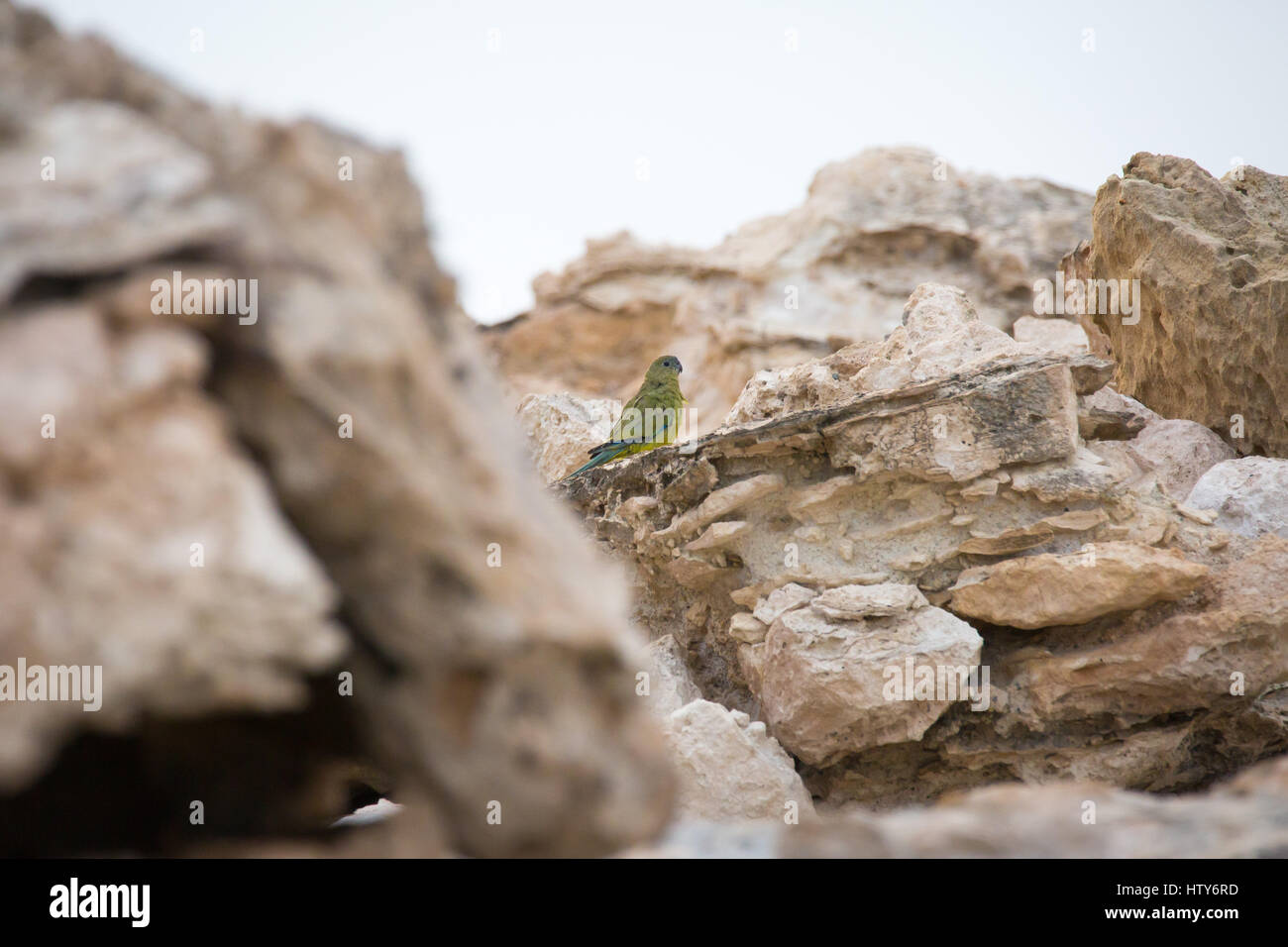 Rock Parrot (neophema petrophila) Stock Photo