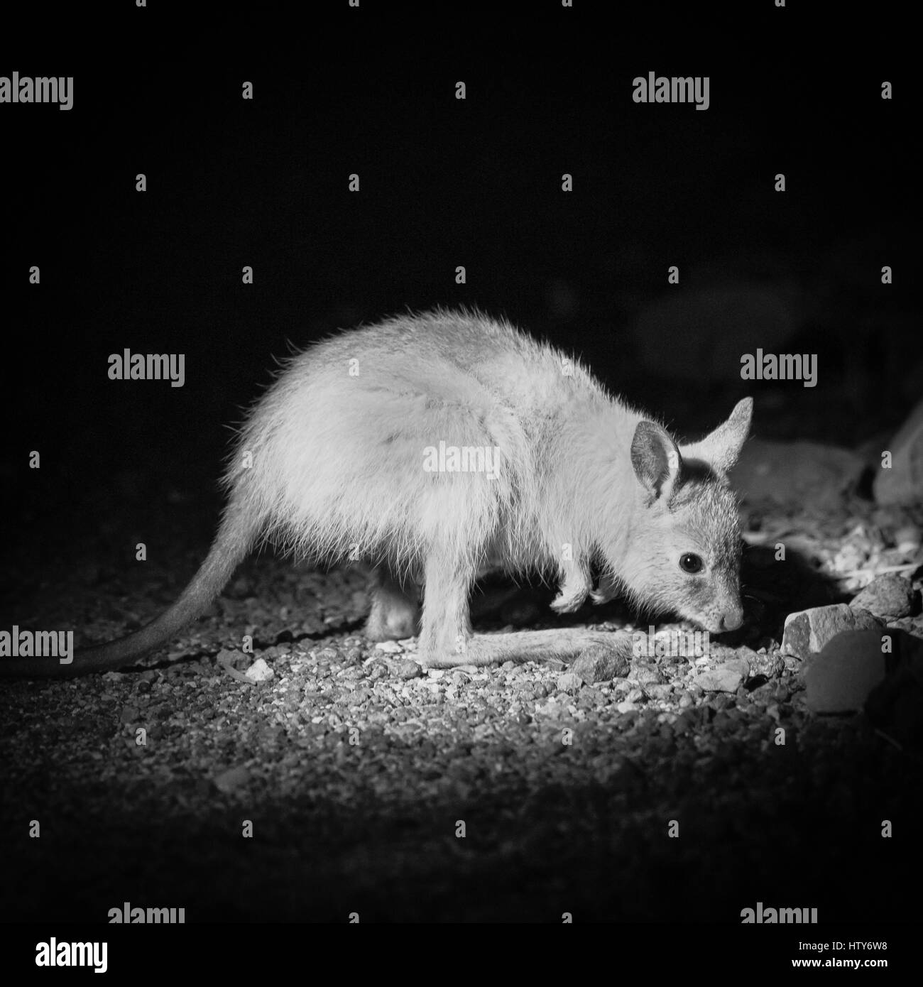 Rufous Hare-wallaby - Mala (Lagorchestes hirsutus) Stock Photo