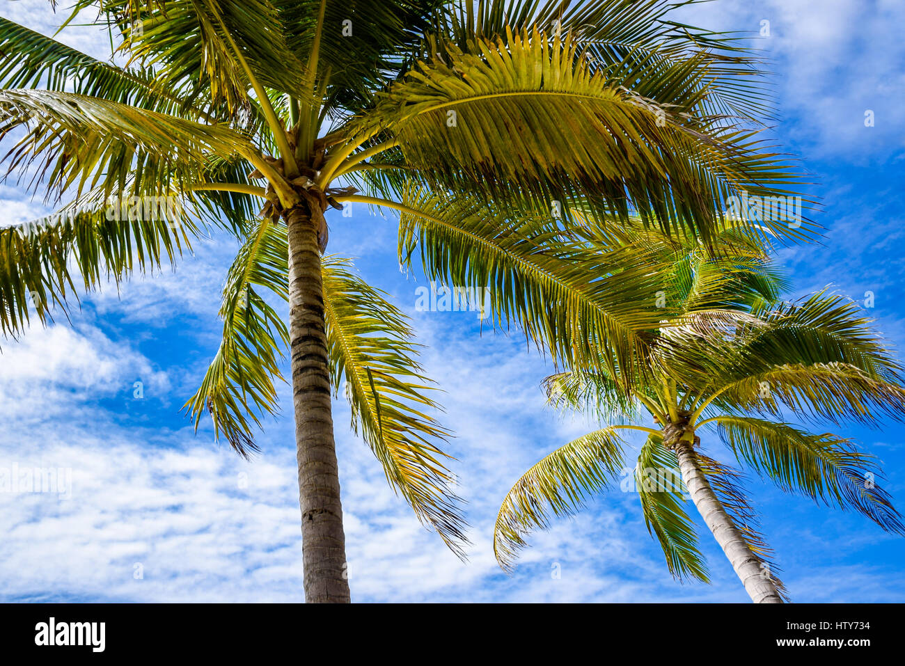 Palm trees with blue sky background Stock Photo - Alamy