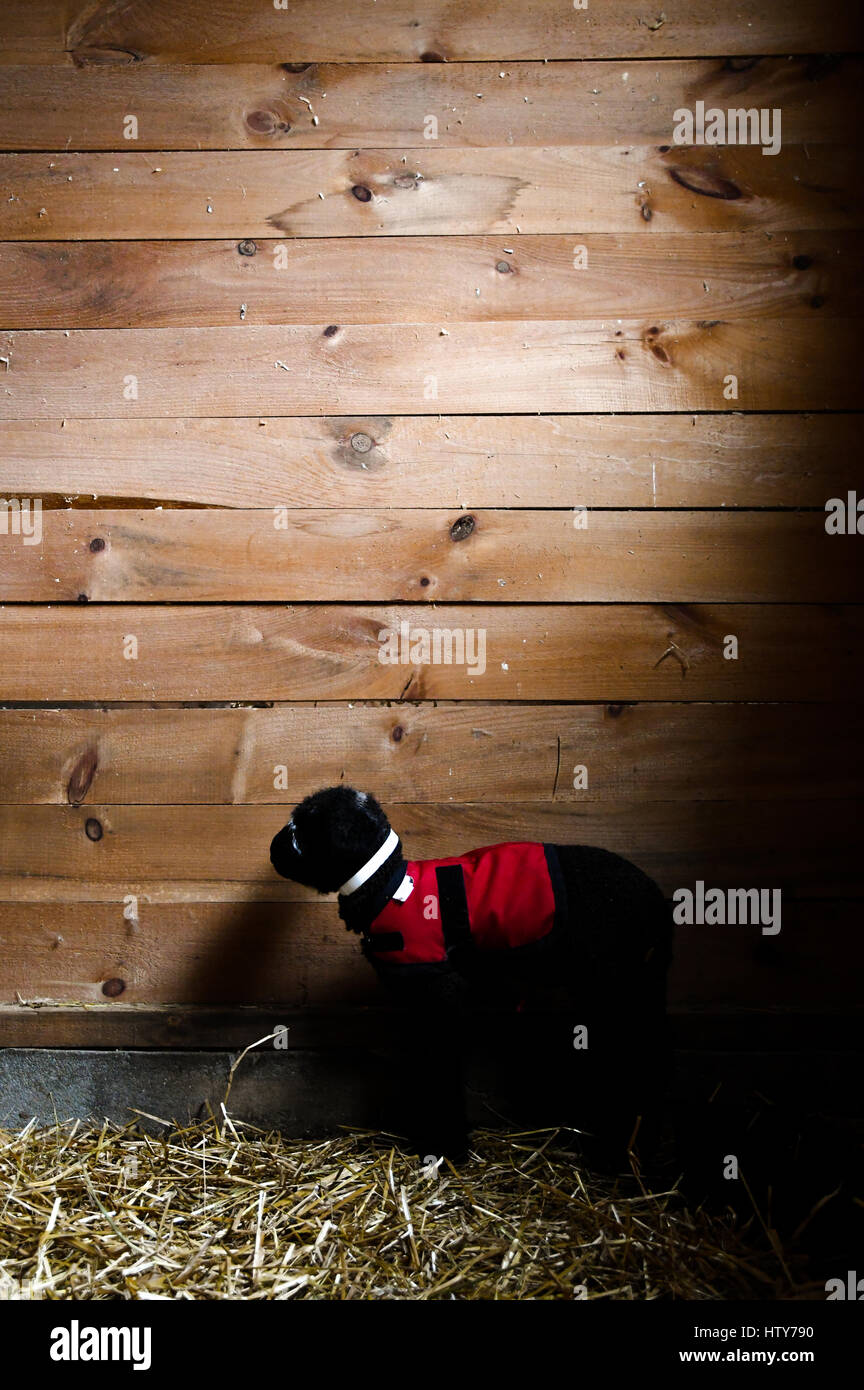 A newborn black lamb in a red coat in a barn Stock Photo