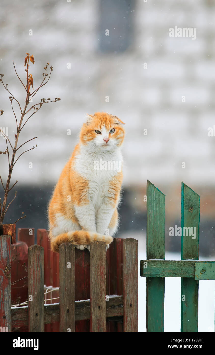 tattered ginger cat sitting on a wooden fence in the village during a ...