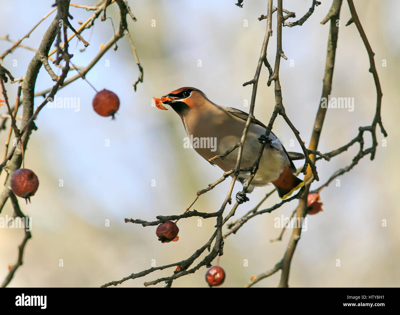 bird of the Waxwing eating the frozen apples in the Park Stock Photo