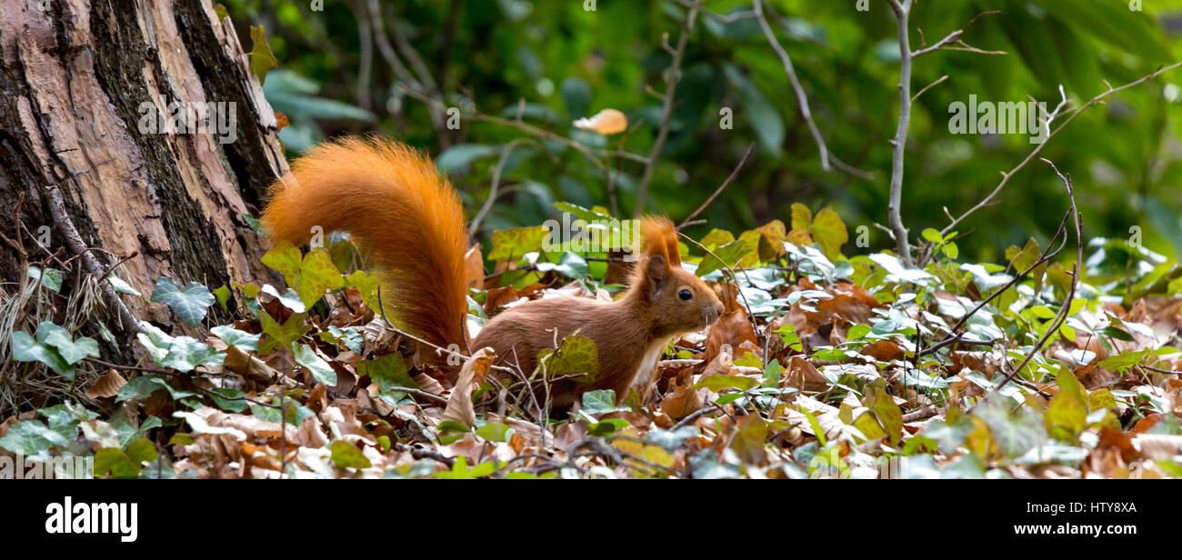 Squirrel in spring season Stock Photo