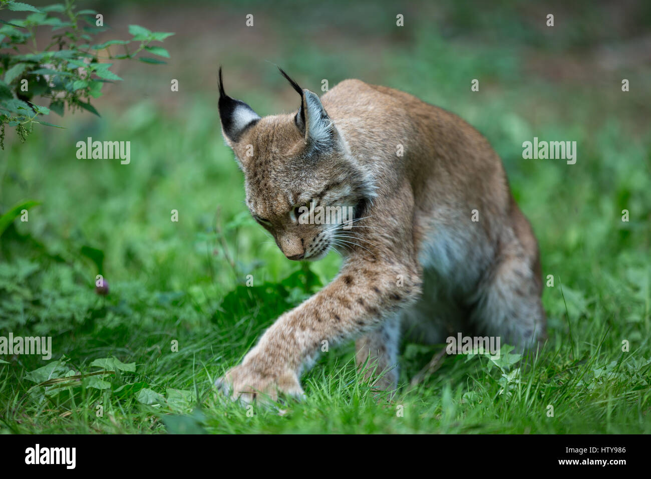 Lynx in wildlife Stock Photo